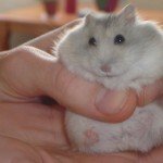 Picture of a Hamster Being Held