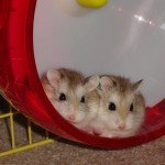 Two Robo Hamsters in a Wheel Picture