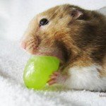 Hamster Eating a Grape Picture