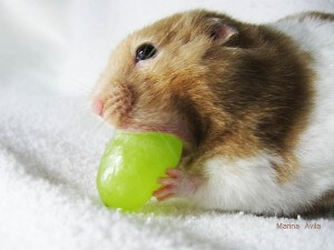 hamster-eating-grape