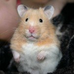 Picture of Hamster Standing