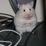 White Hamster Pictures