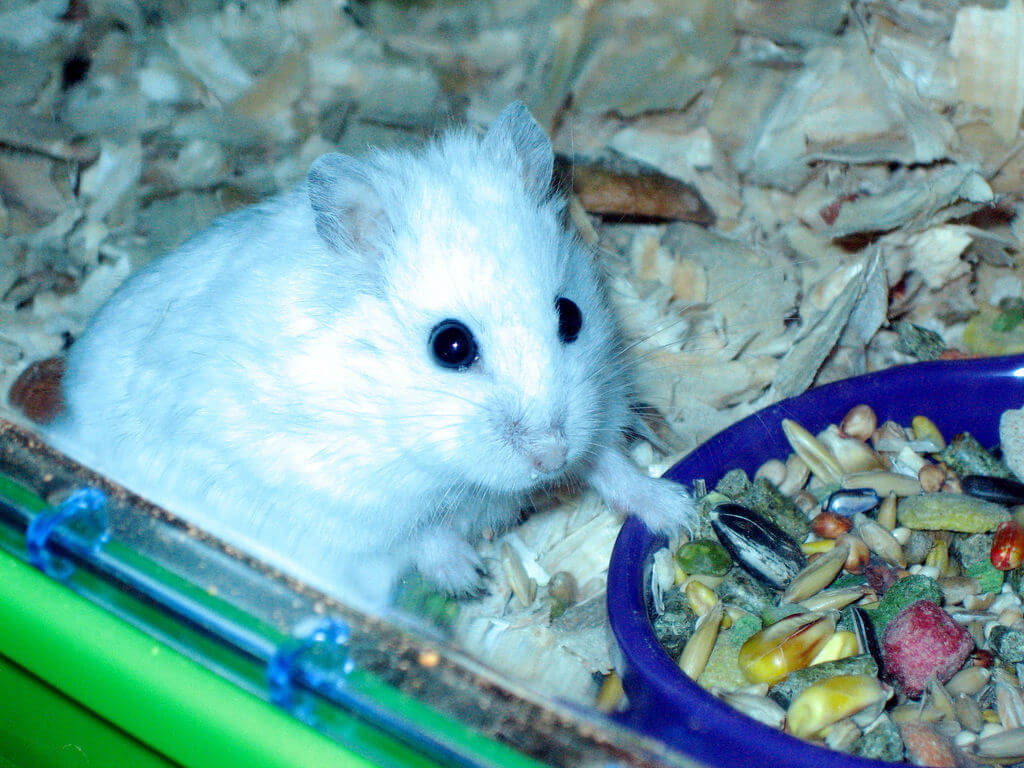 41-Hamster-Food-Dish