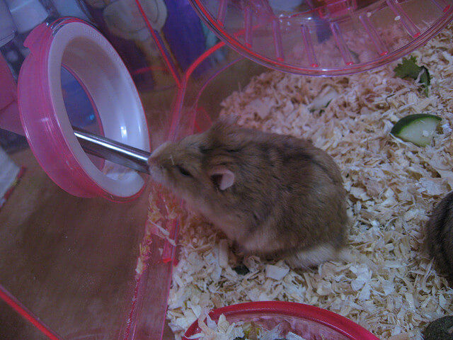 hamster-water-bottle