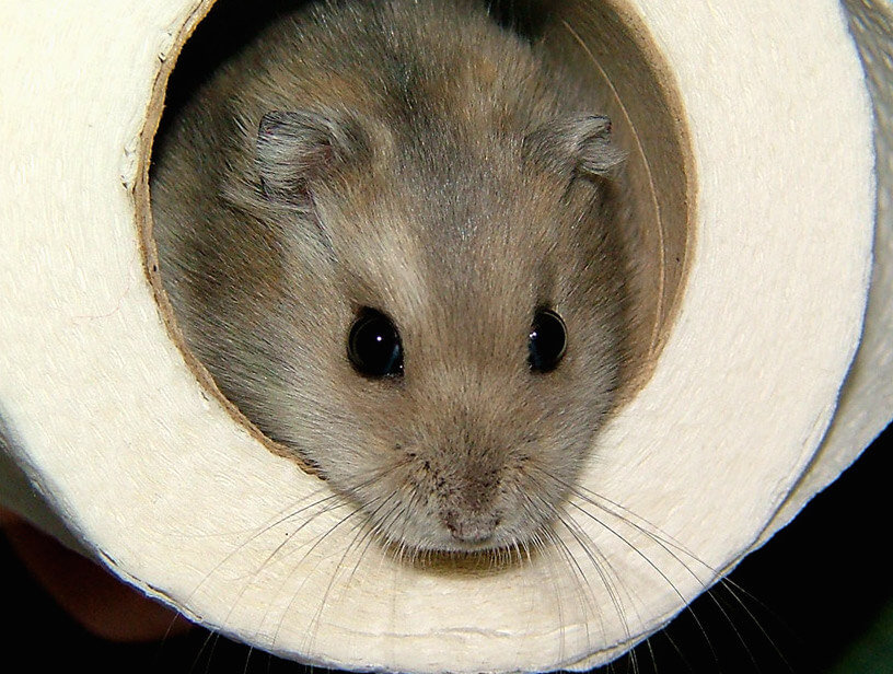 hamster-toilet-potty