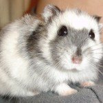 Russian Dwarf Hamster Picture