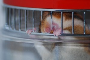 Hamster Teeth Anatomy