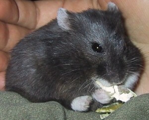 Hamster Feet and Hands