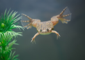 African Tree Frog