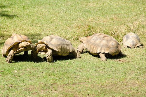 African Spurred Tortoise Pen