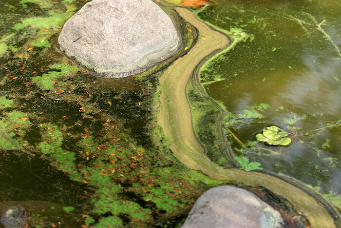 Algae Bloom