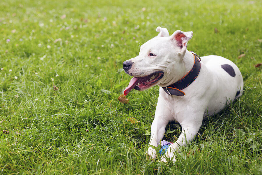 American Staffordshire Terrier