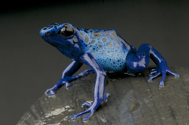 Azure dart frog