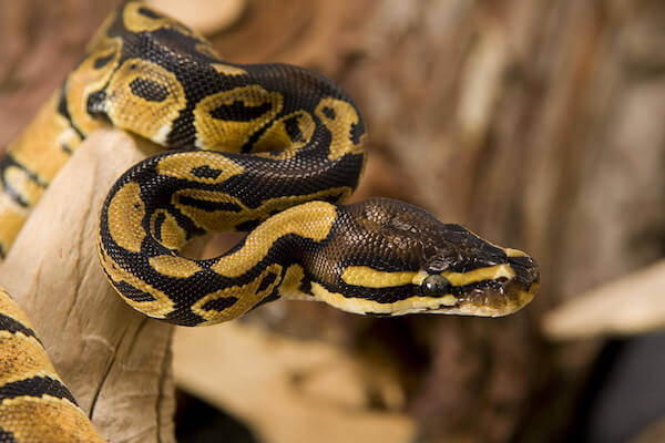 Ball Python