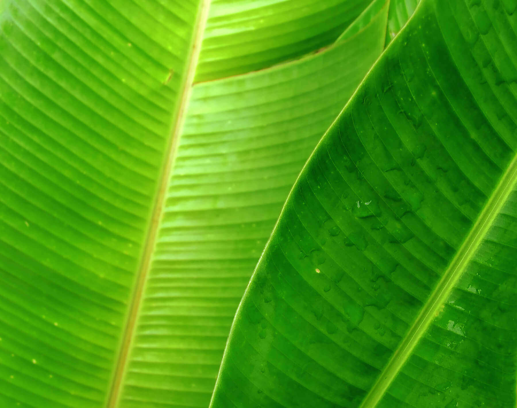 Banana Leaf - Caring Pets