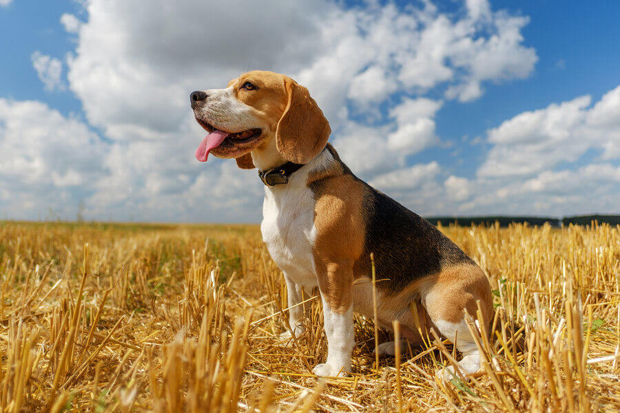 Beagle dog