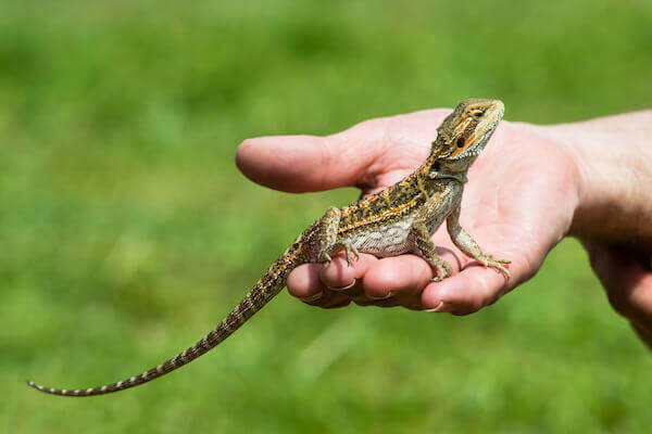 Holdig a Bearded Dragon Lizard