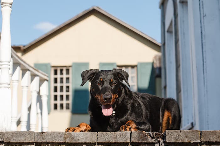 Beauceron