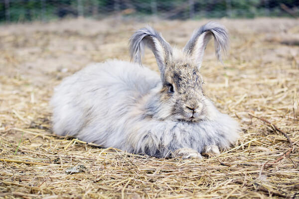 Big Angora Rabbit