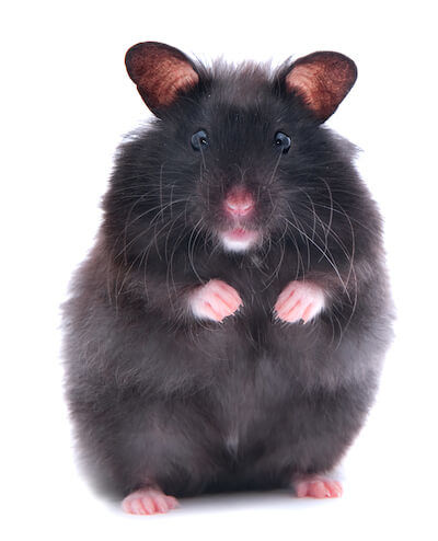 Black Bear Hamster