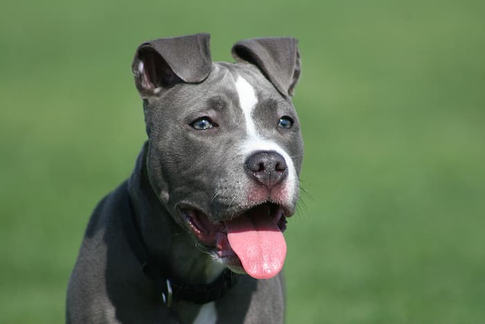 pit bull dog