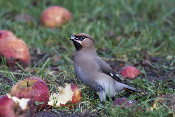 Bohemian Waxwing Bird Irruption