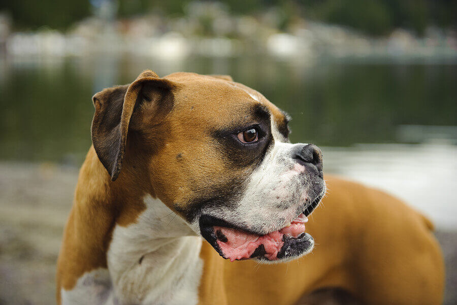 Boxer Dog