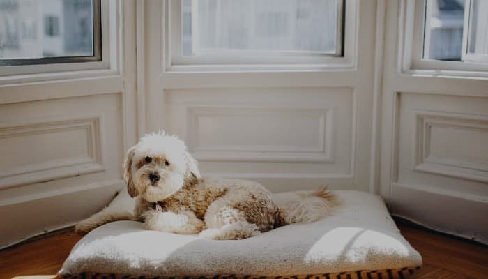 dog on bed