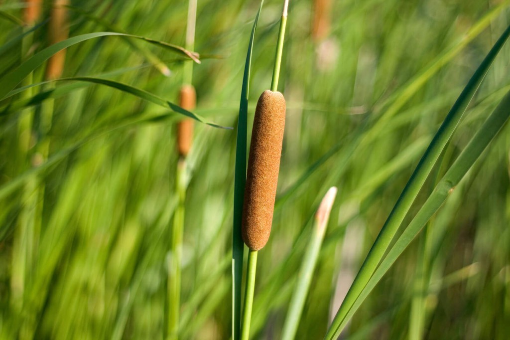 Cattail as Marginal Pond Plants