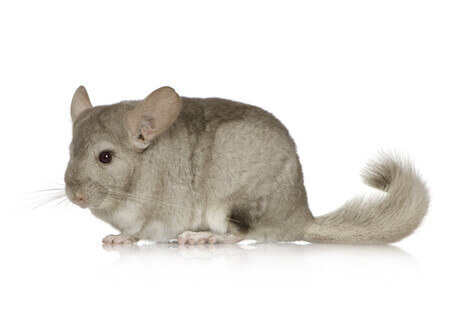 Chinchilla