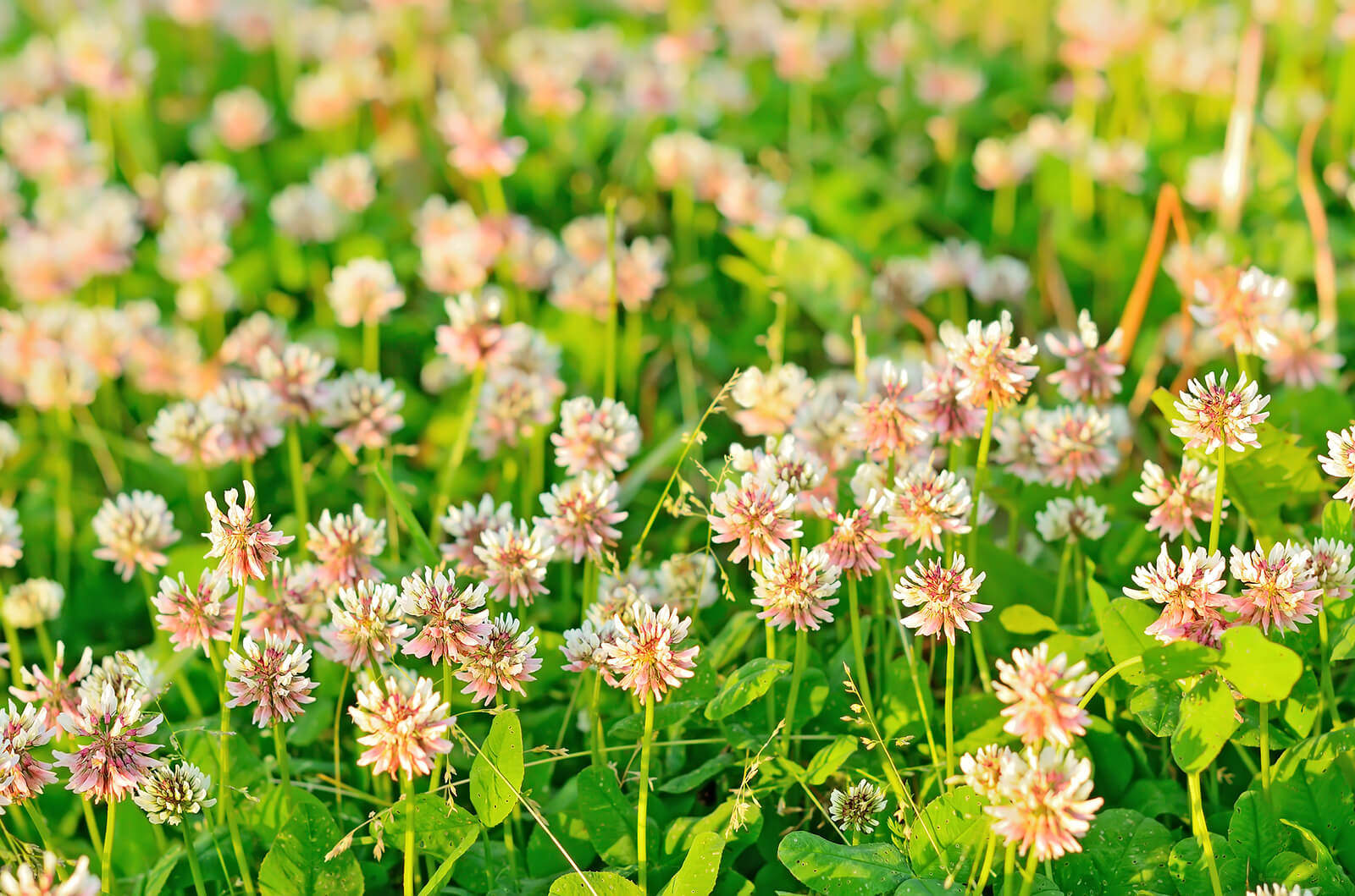 Clover Flowers 