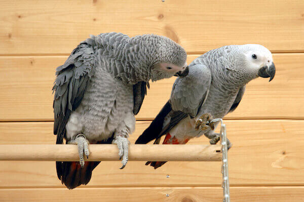 two African grey parrots