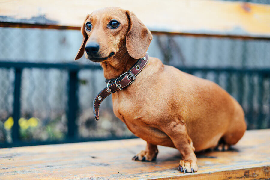 Dachshund Dog