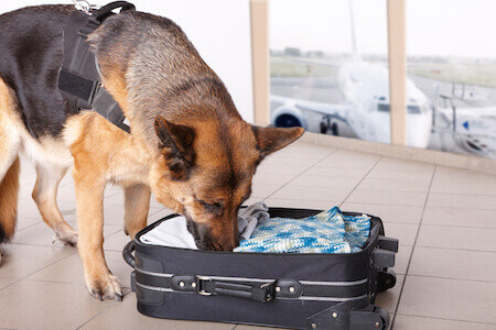 Dog Detecting Drugs in Airport