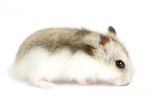 Djungarian Hamster