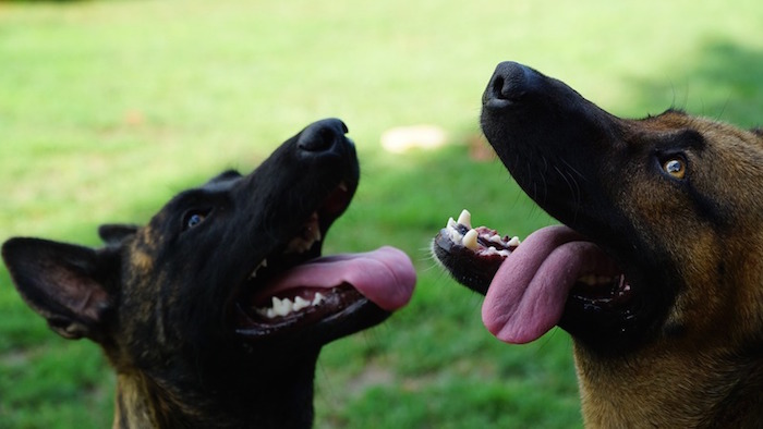 Dutch Shepherd