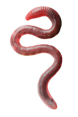 Earth worm isolated on white background