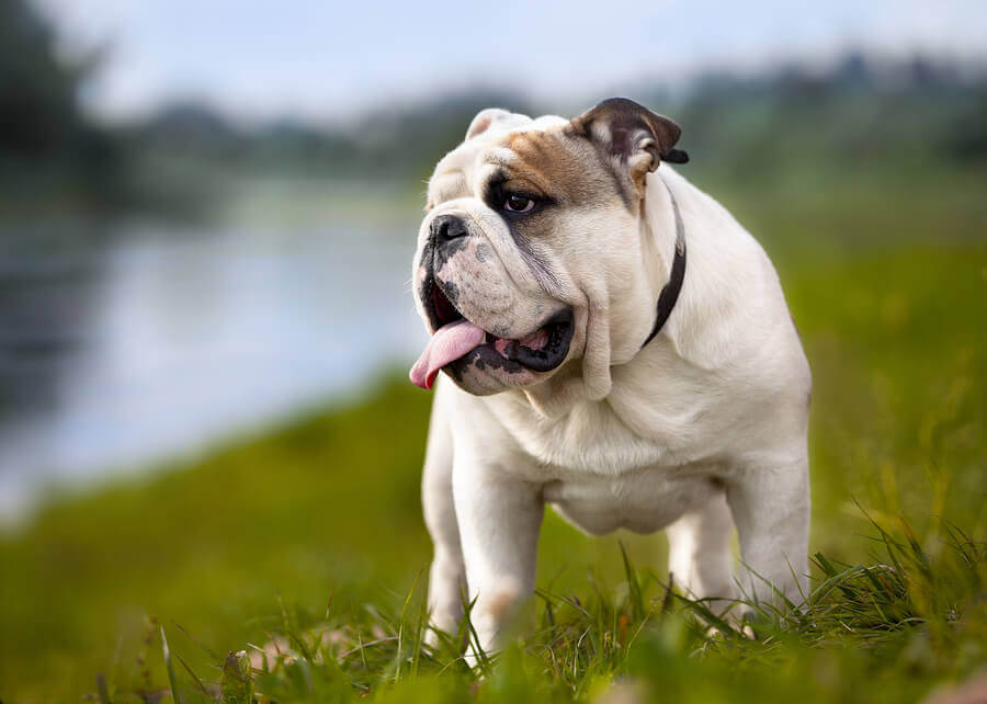 bulldog