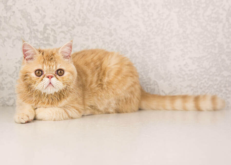 exotic cat on a table