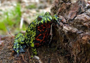 Far-Eastern Fire-Bellied Toad