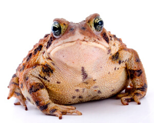 Fat-Toad