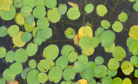 European Frog-bits floating in a pond