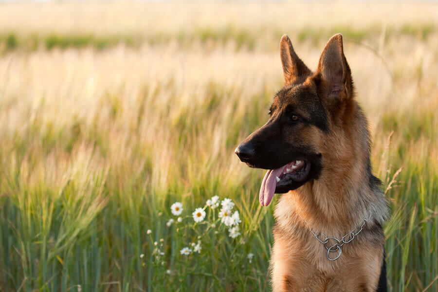 how to pick the best german shepherd puppy