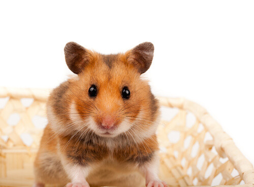 Golden, Or Syrian Hamster