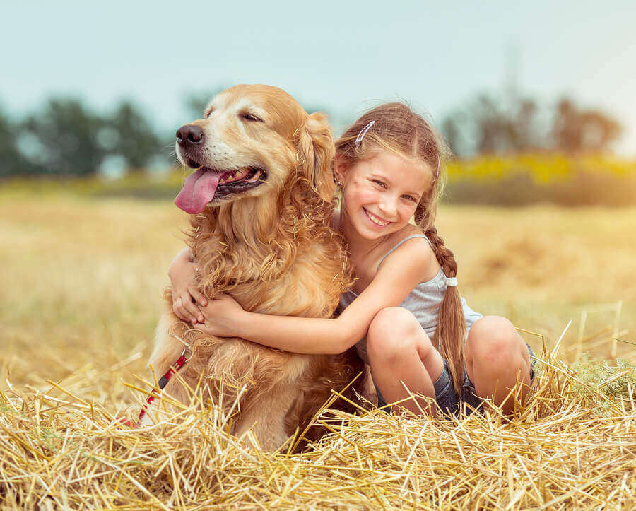 golden retriever