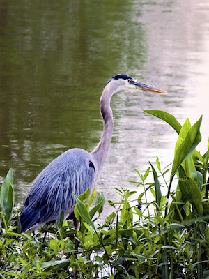 Great Blue Heron pond predator