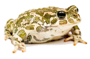 Green Toad