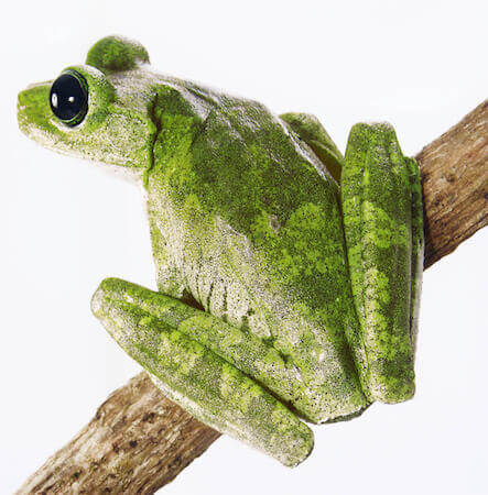 Green tree frog 