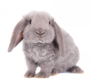 Grey lop-eared rabbit