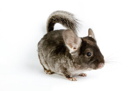 Silver Chinchilla